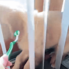 Not Ready for a Toothbrush Yet?