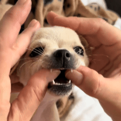 Too Small for a Bulky Toothbrush
